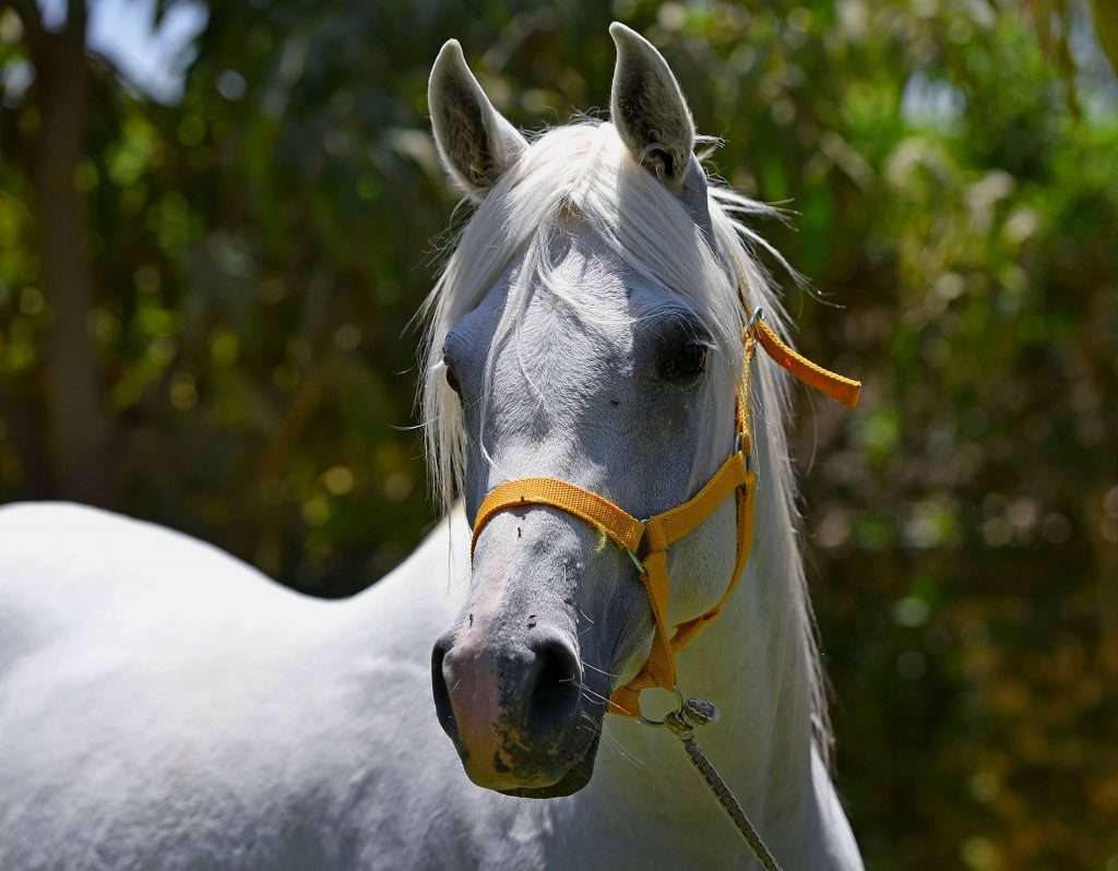 A white Arabian horse 