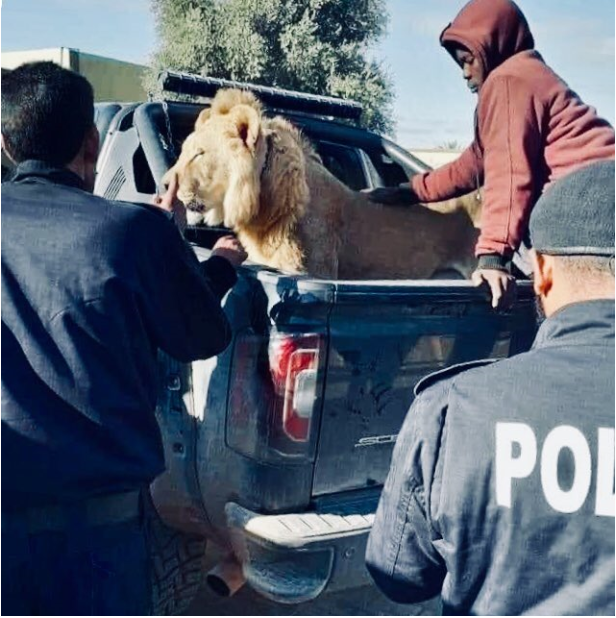 Libyan security forces catch a lion